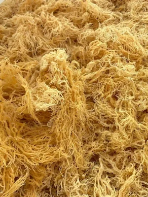 Gold Sea Moss | 40lbs