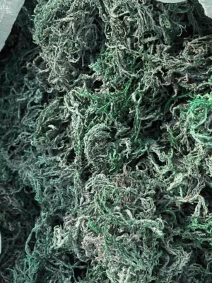 Green Sea Moss | 40lbs