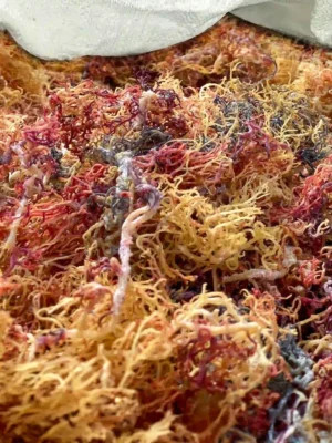 Full Spectrum | 40lbs